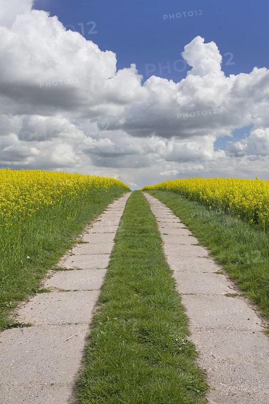 Farmland with dirt road