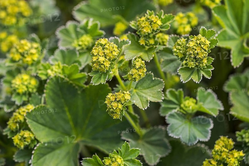 Lady's Mantle