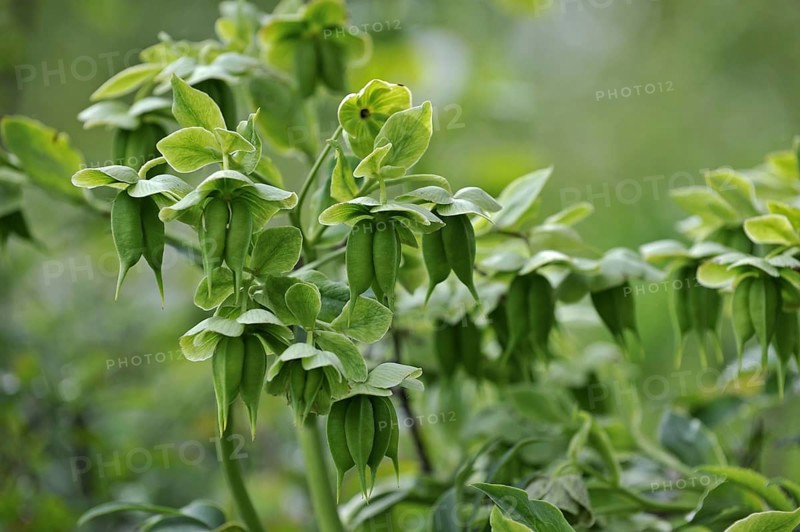 Stinking hellebore