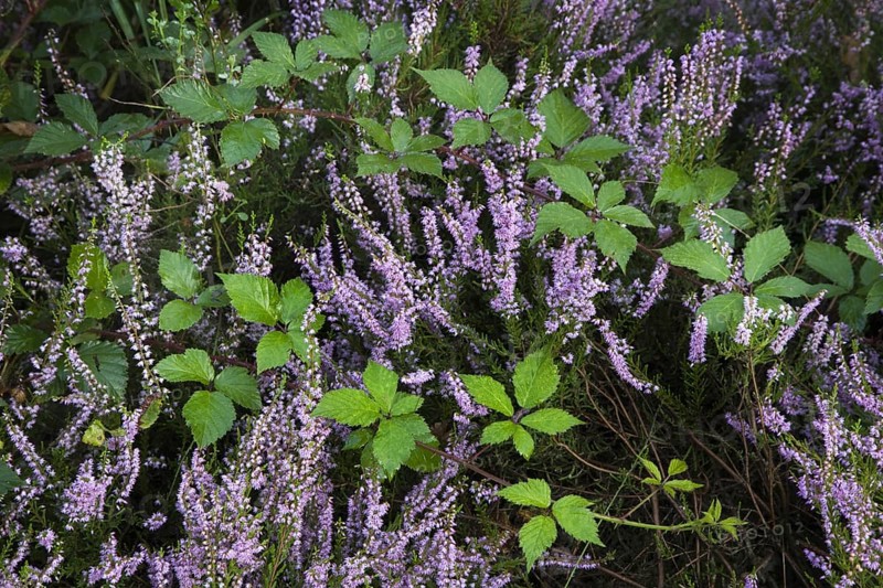 Blackberry and heather flowering in heathland at the Hoge Kempen National Park