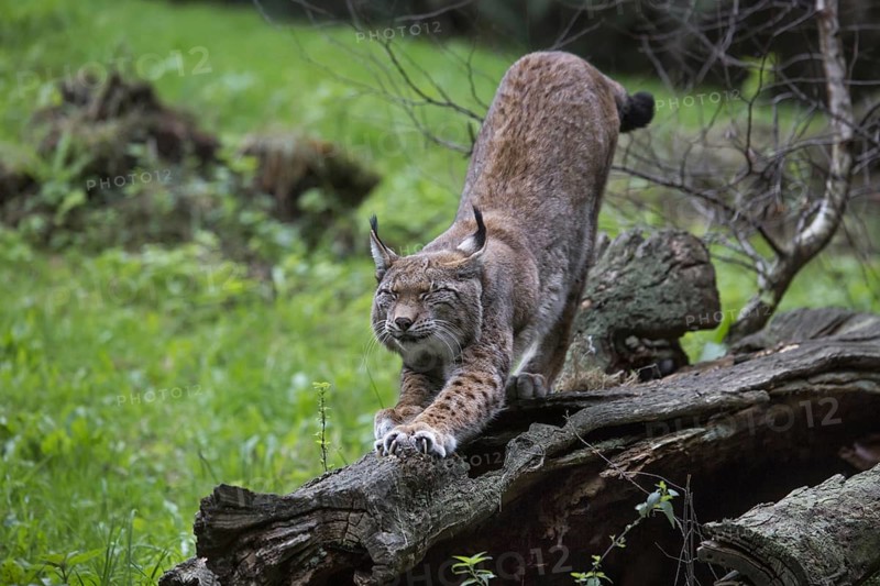 Eurasian lynx