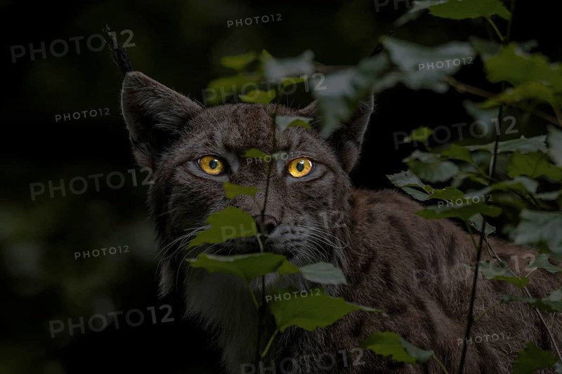 Close-up portrait of Eurasian lynx