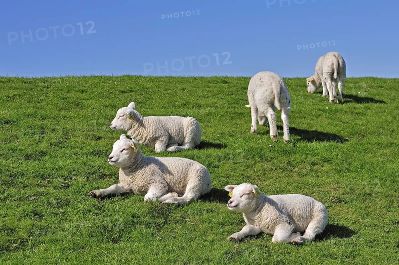 Flock of domestic Texel sheep