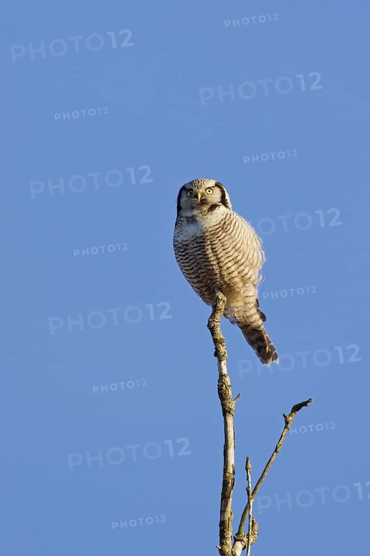 Northern hawk-owl
