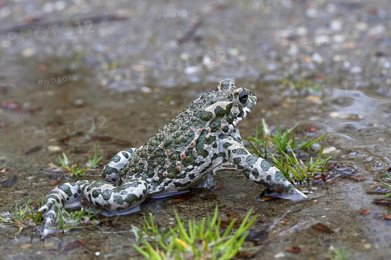European Green Toad