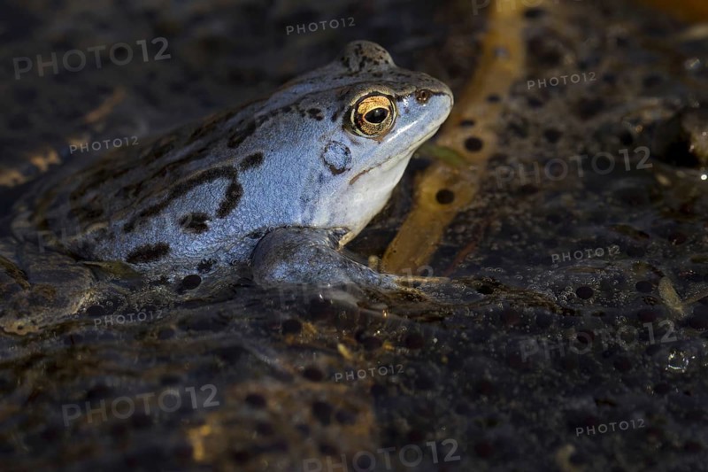 Moor Frog