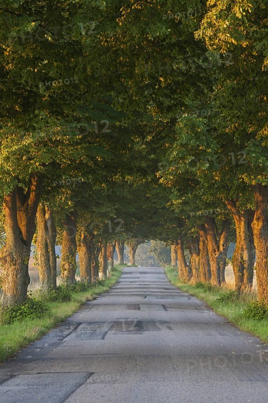 Silver lime trees