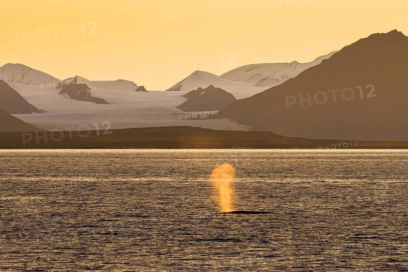Fin whale