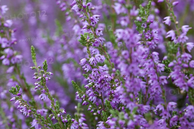 Common heather