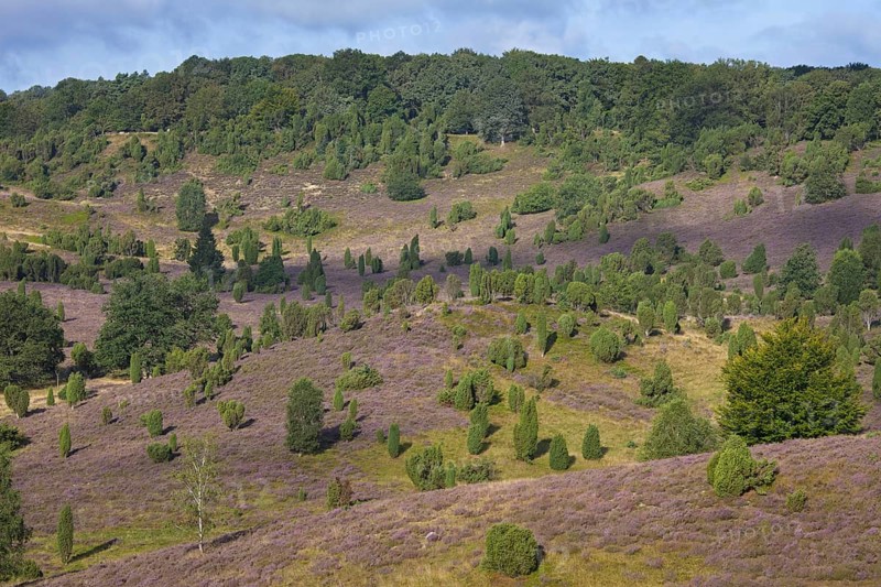 Lueneburg Heath