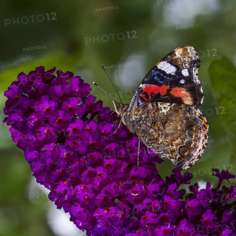 Red Admiral