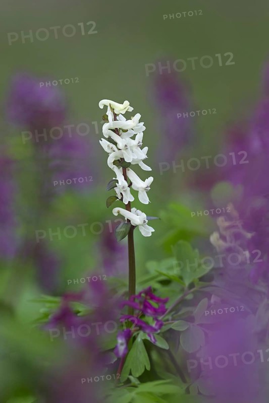 Bulbous Corydalis