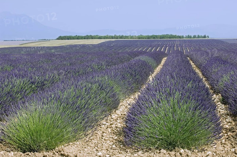 Lavender field