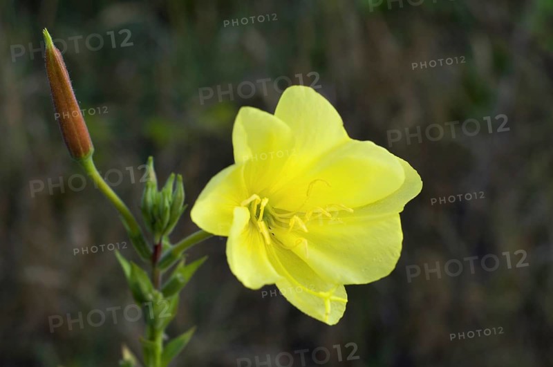Large-flowered evening-primrose