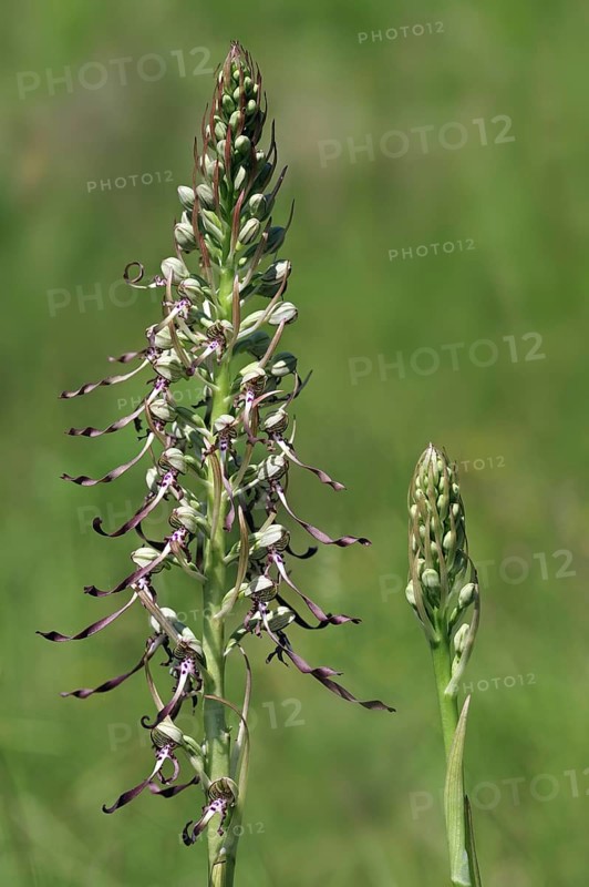 Lizard orchid