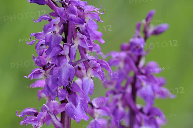 Early purple orchid
