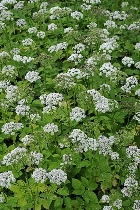Ground-elder