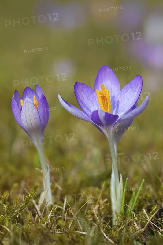 Two spring crocuses