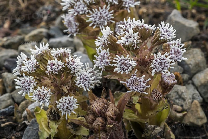 White Butterbur