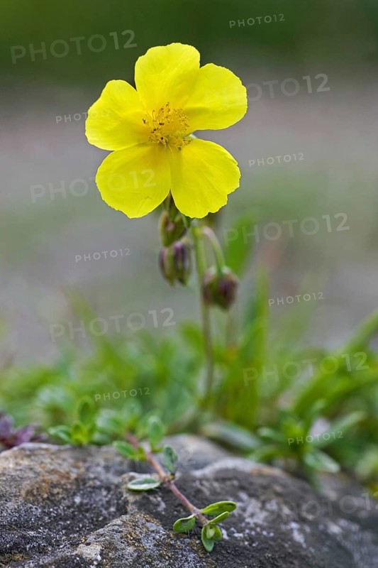 Common Rockrose