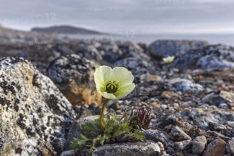 Svalbard poppy
