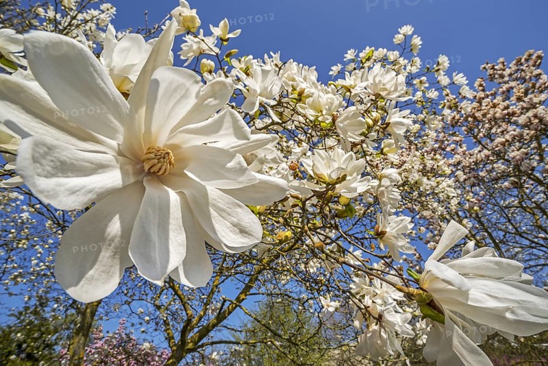 Close-up of flowering Magnolia stellata Two Stones