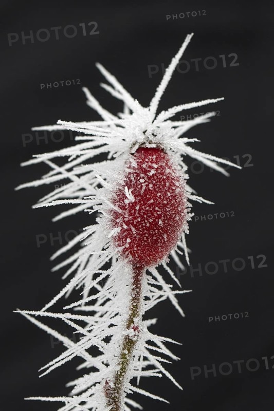 Red rose hip