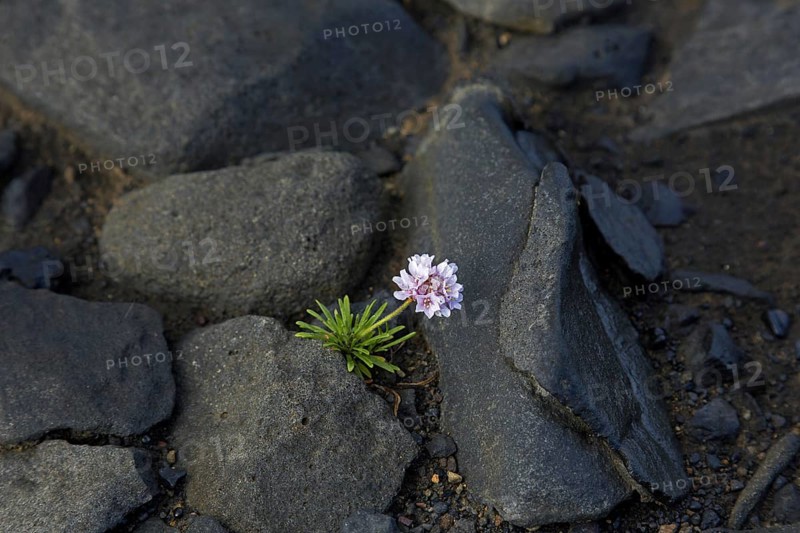 Sea thrift