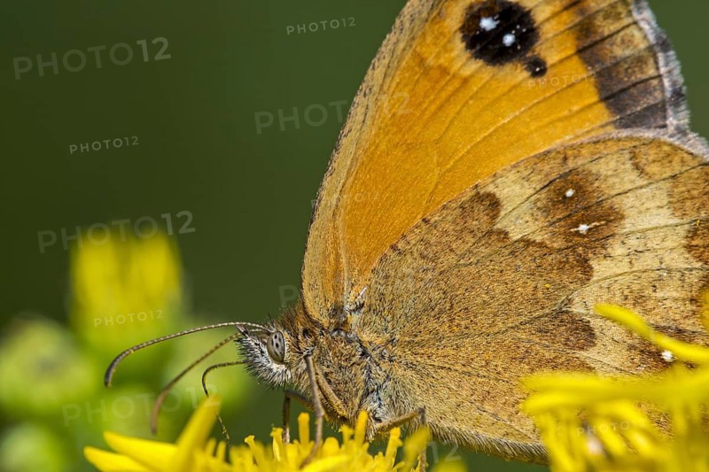 Gatekeeper