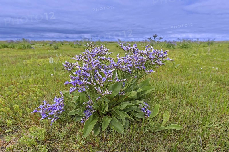 Common sea-lavender