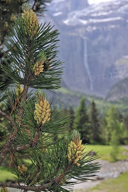 Swiss mountain pine