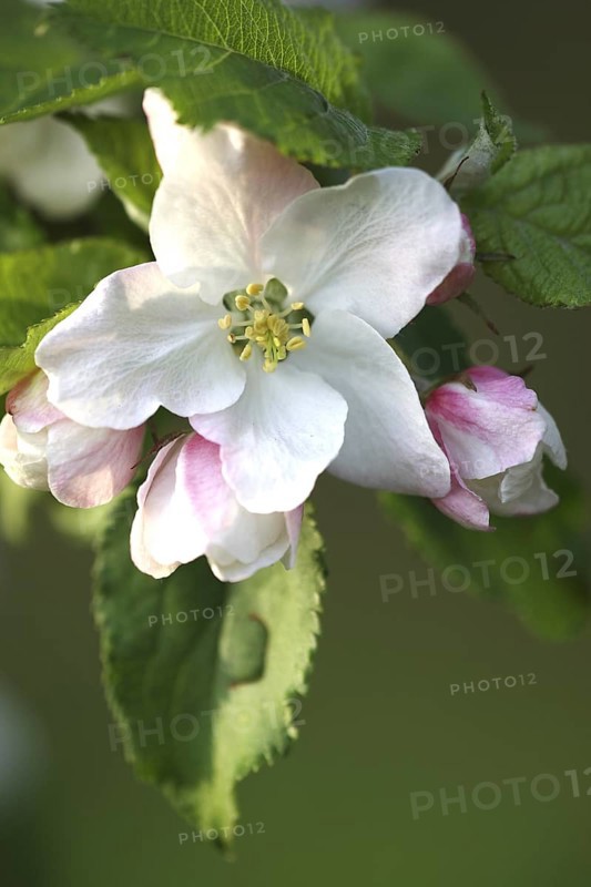 Apple tree