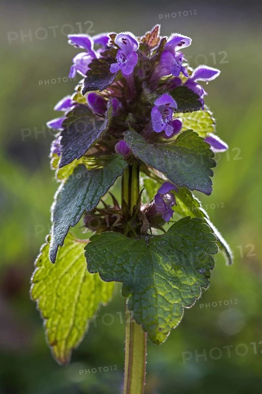 Red deadnettle