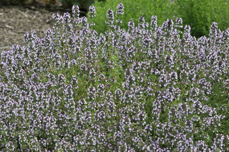 Wild thyme