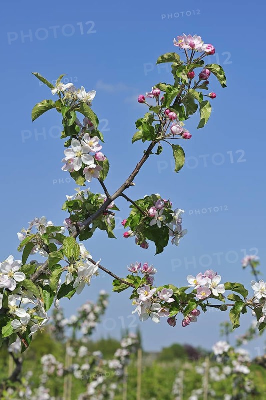 Half-standard apple tree