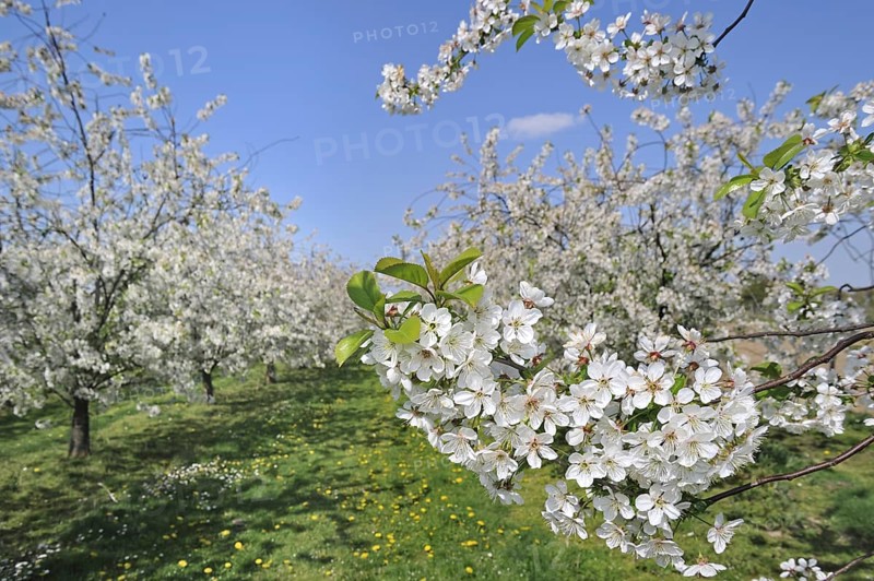 Half-standard apple tree