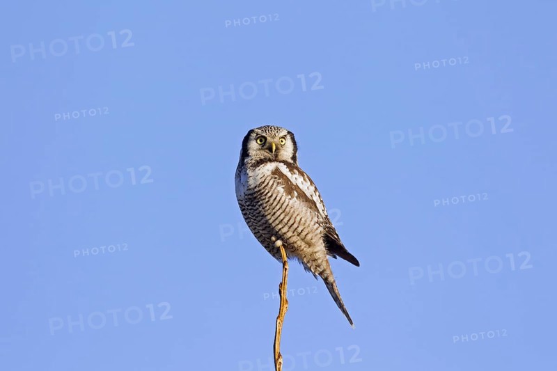Northern hawk-owl