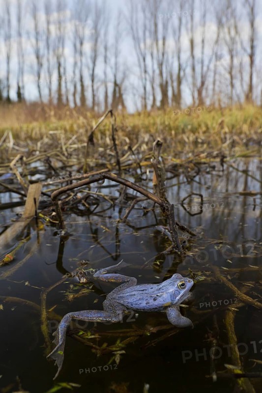 Moor Frog