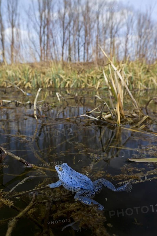 Moor Frog