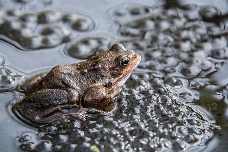 European common frog