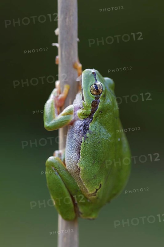 European tree frog