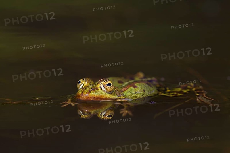 Edible frog