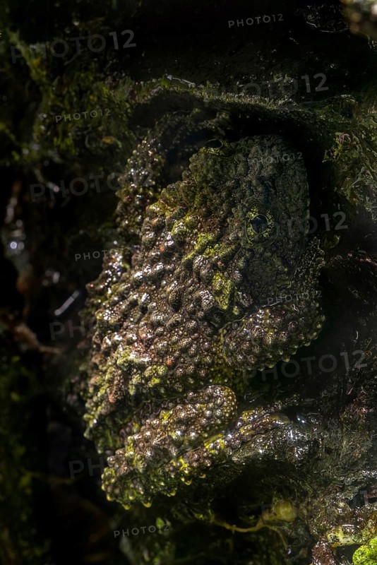 Mossy frog