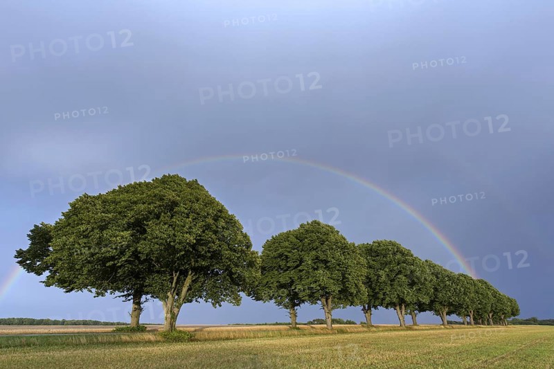 Double rainbow and silver linden