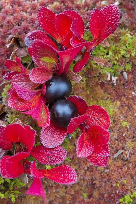 Alpine bearberry