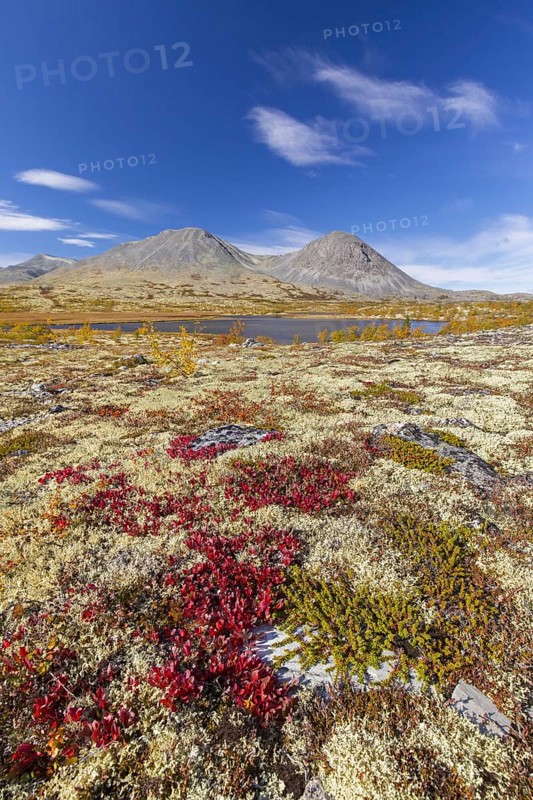 Alpine bearberry and reindeer lichen on the tundra in autumn and the Stygghoin mountain range at Doraldalen