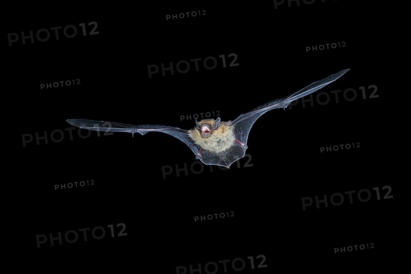 Common pipistrelle