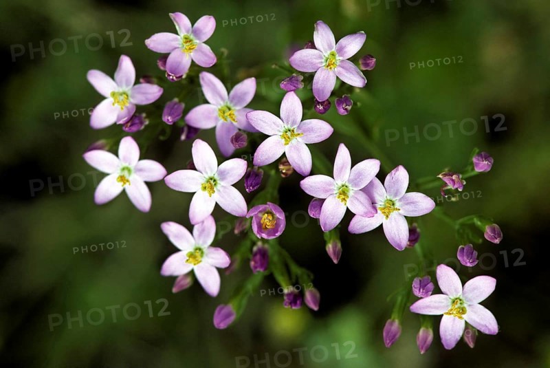 Common centaury