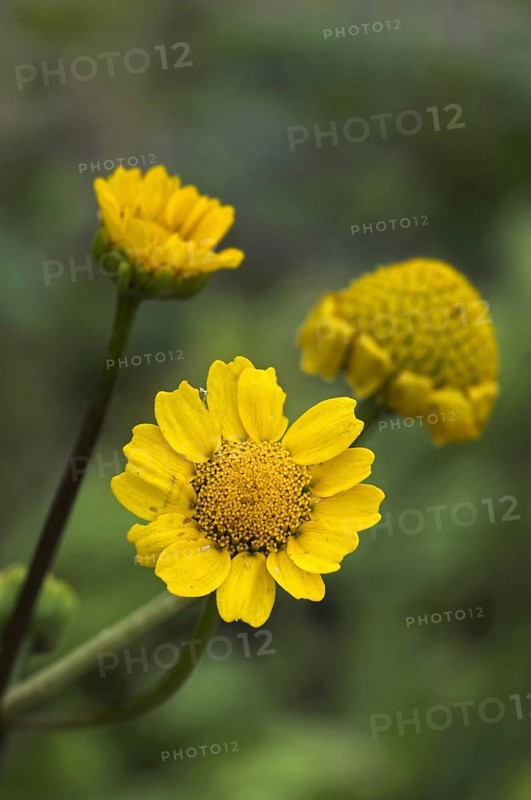 Golden marguerite