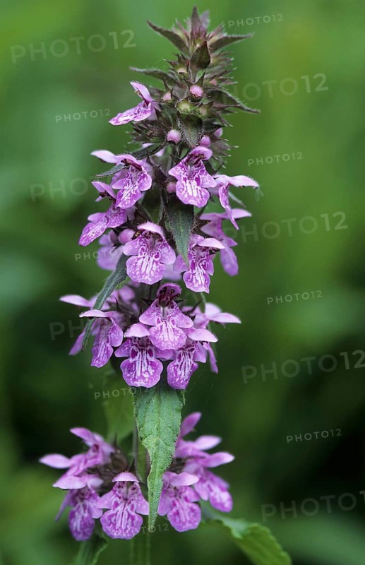 Marsh woundwort